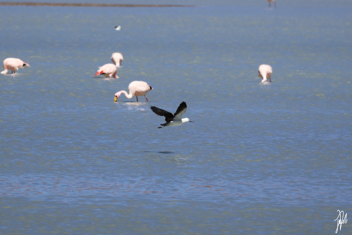 Andean Avocet - ML636450561
