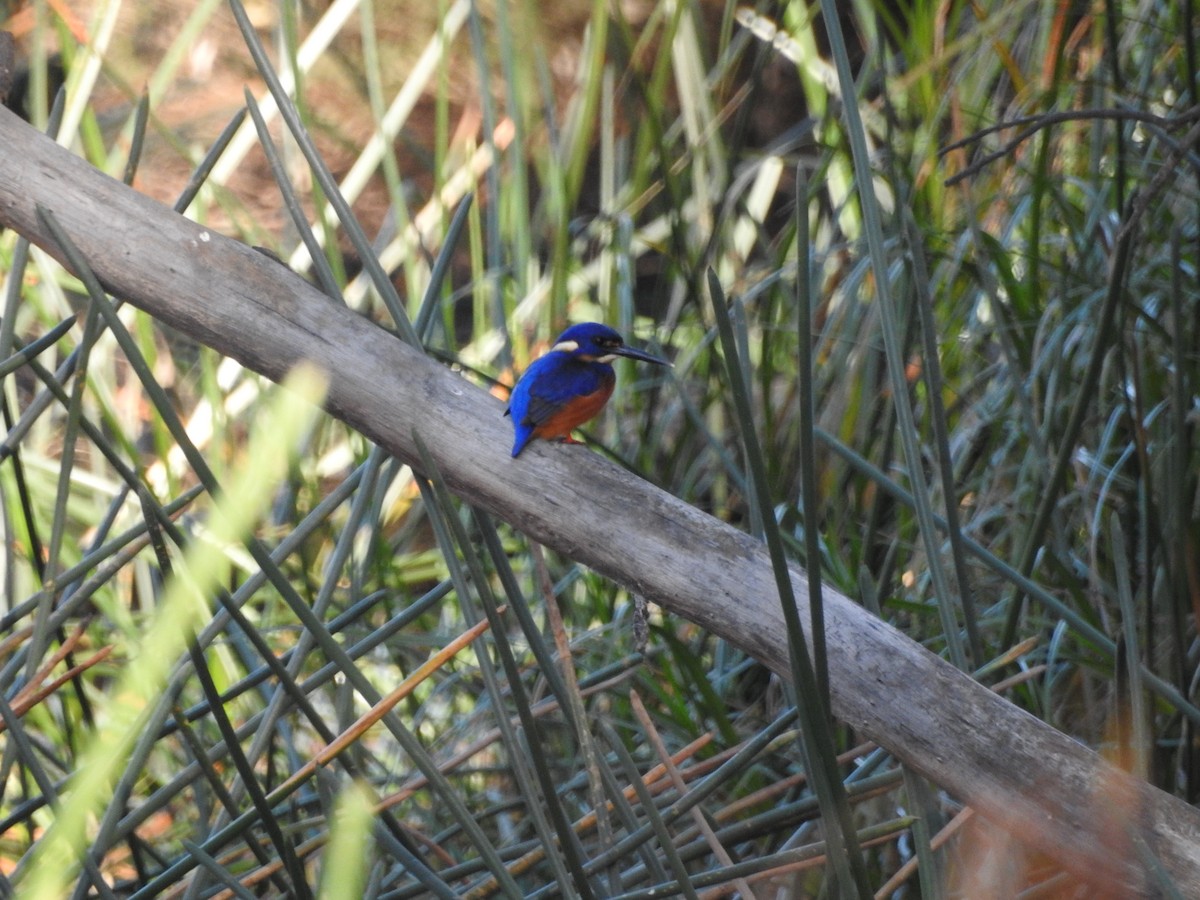 Azure Kingfisher - ML636450568