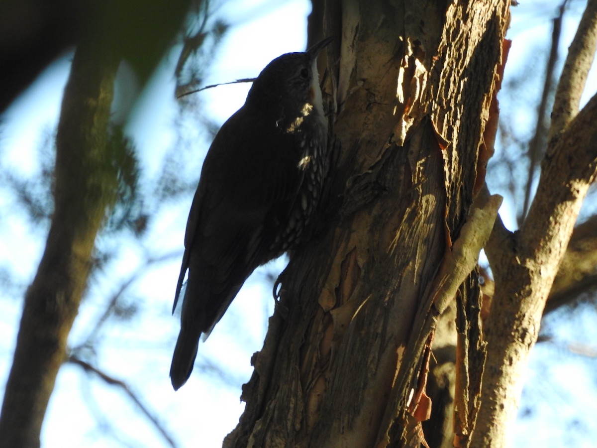 White-throated Treecreeper - ML636450573