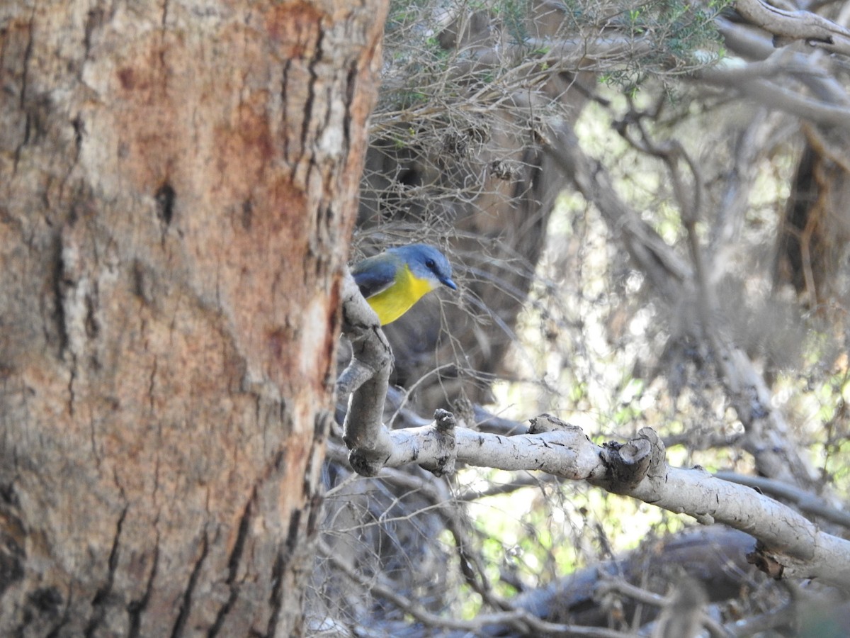 Eastern Yellow Robin - ML636450578