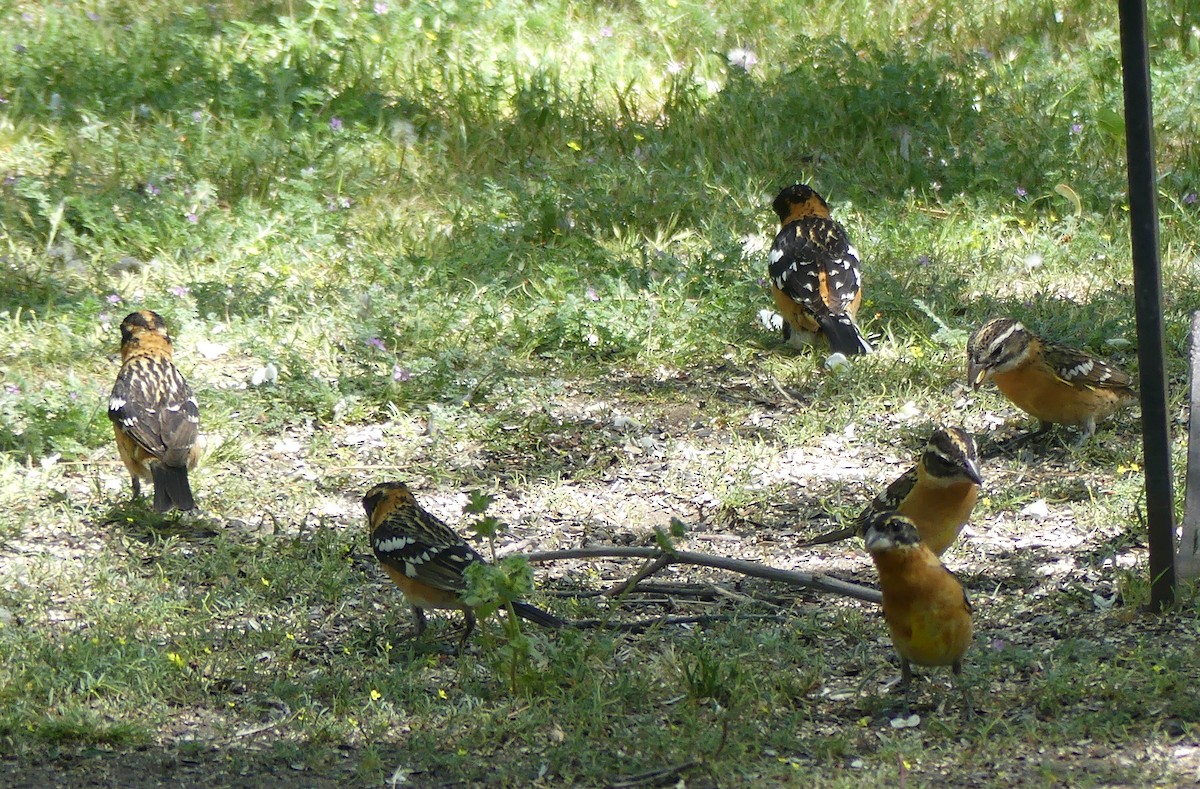 Black-headed Grosbeak - ML636450613