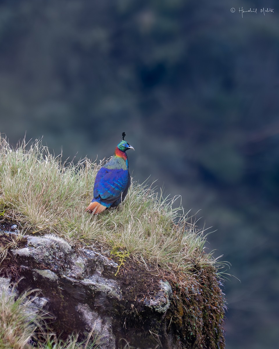 Himalayan Monal - ML636450615