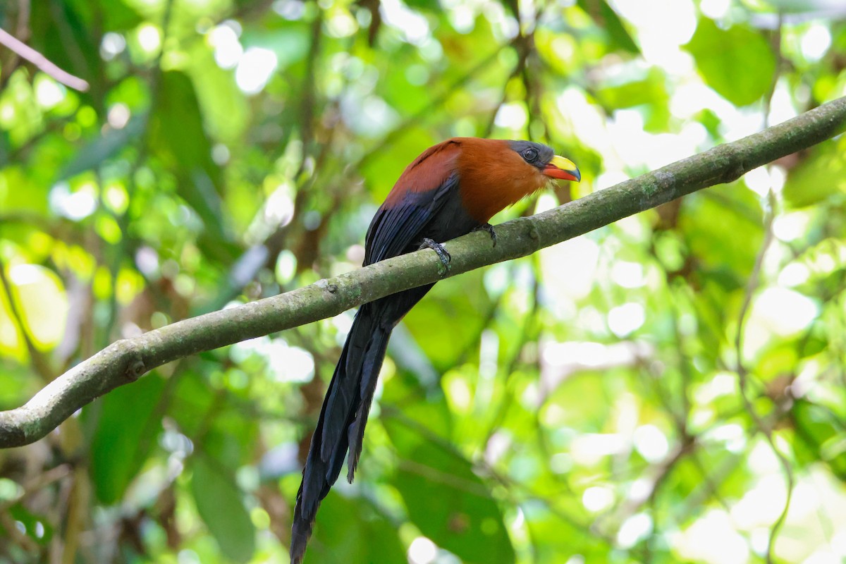 Yellow-billed Malkoha - ML636450706