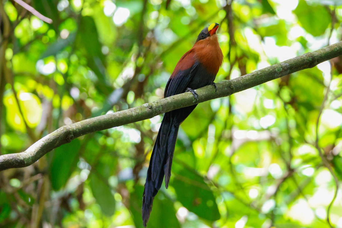 Yellow-billed Malkoha - ML636450707