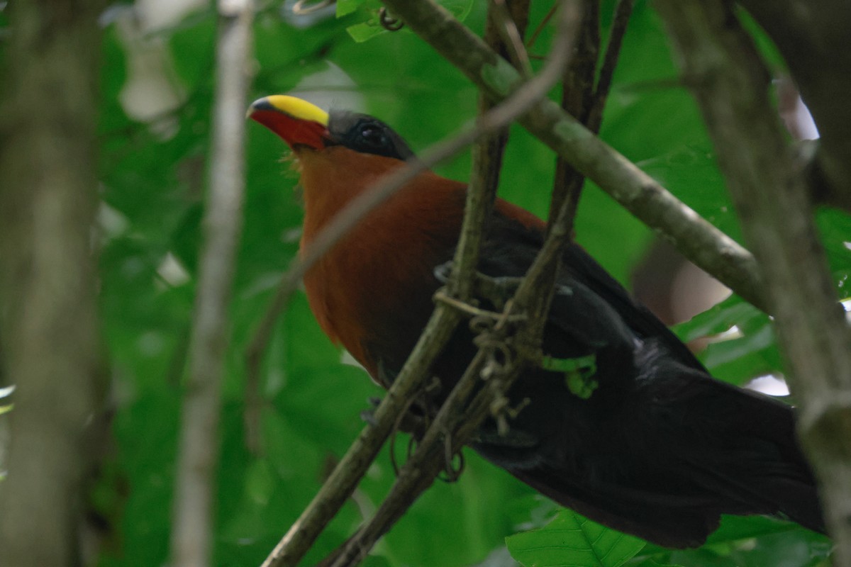 Yellow-billed Malkoha - ML636450711