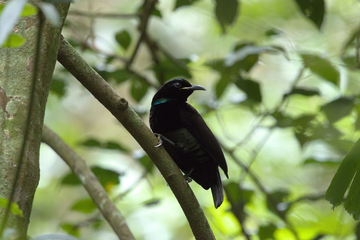 Victoria's Riflebird - ML636450724