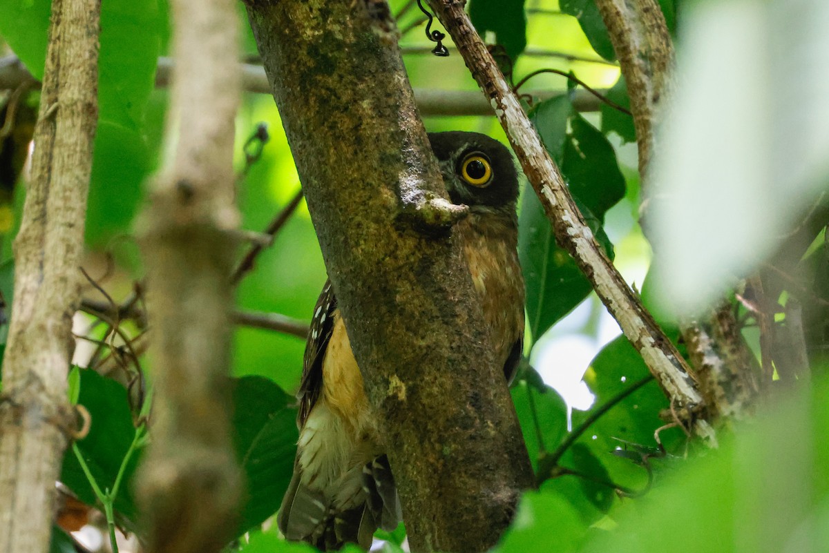 Ochre-bellied Boobook - ML636450749