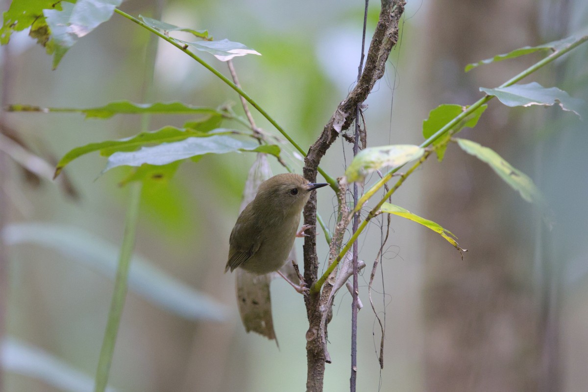 Atherton Scrubwren - ML636450752