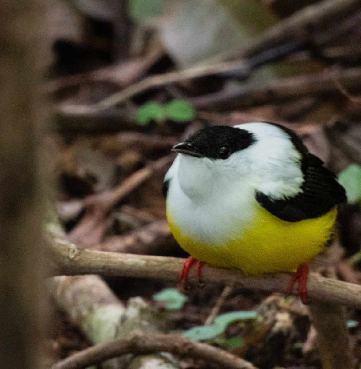 White-collared Manakin - ML636450795