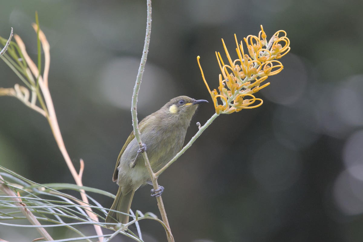 Cryptic Honeyeater - ML636450802