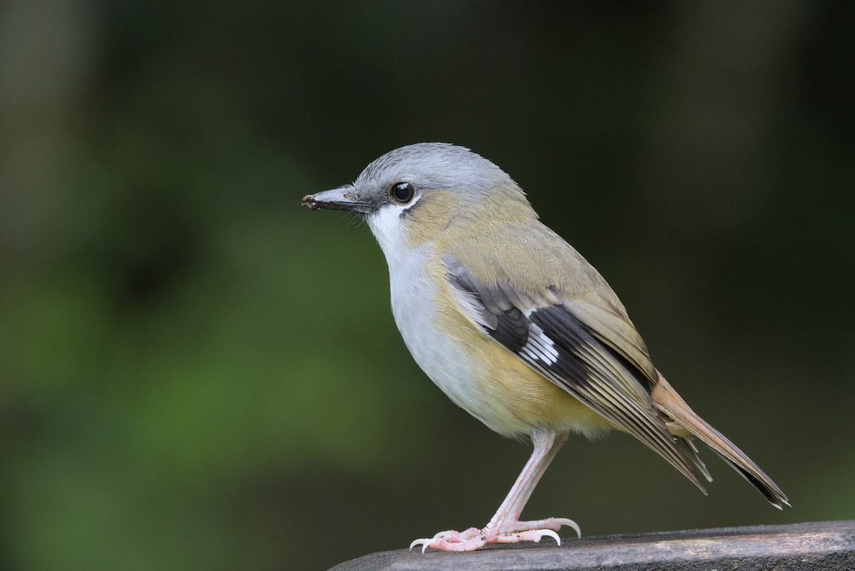 Gray-headed Robin - ML636450848
