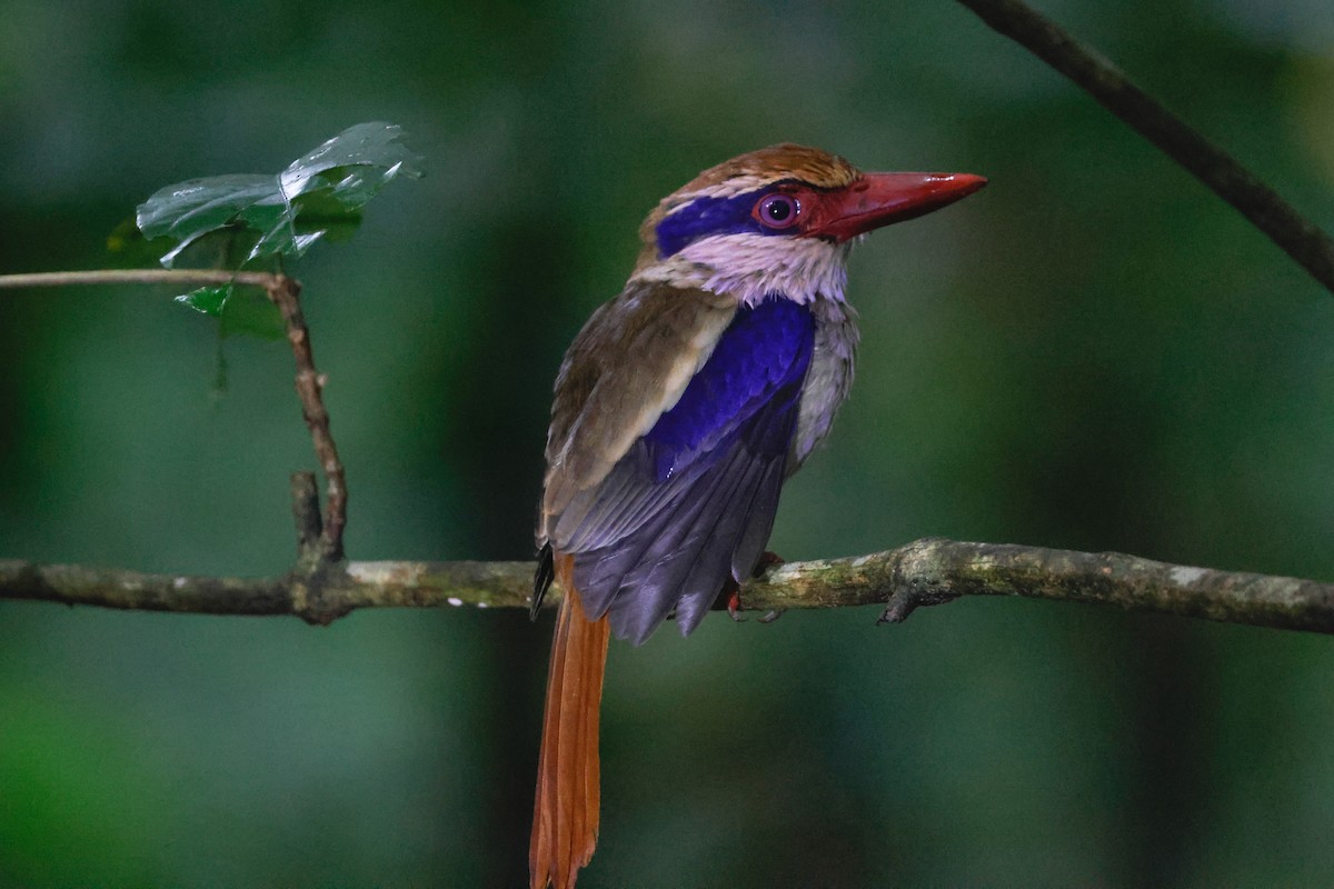 Sulawesi Lilac Kingfisher - ML636450852