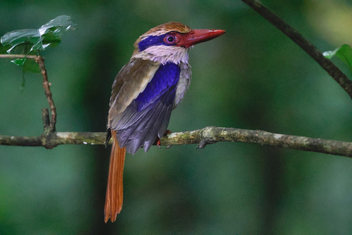 Sulawesi Lilac Kingfisher - ML636450853
