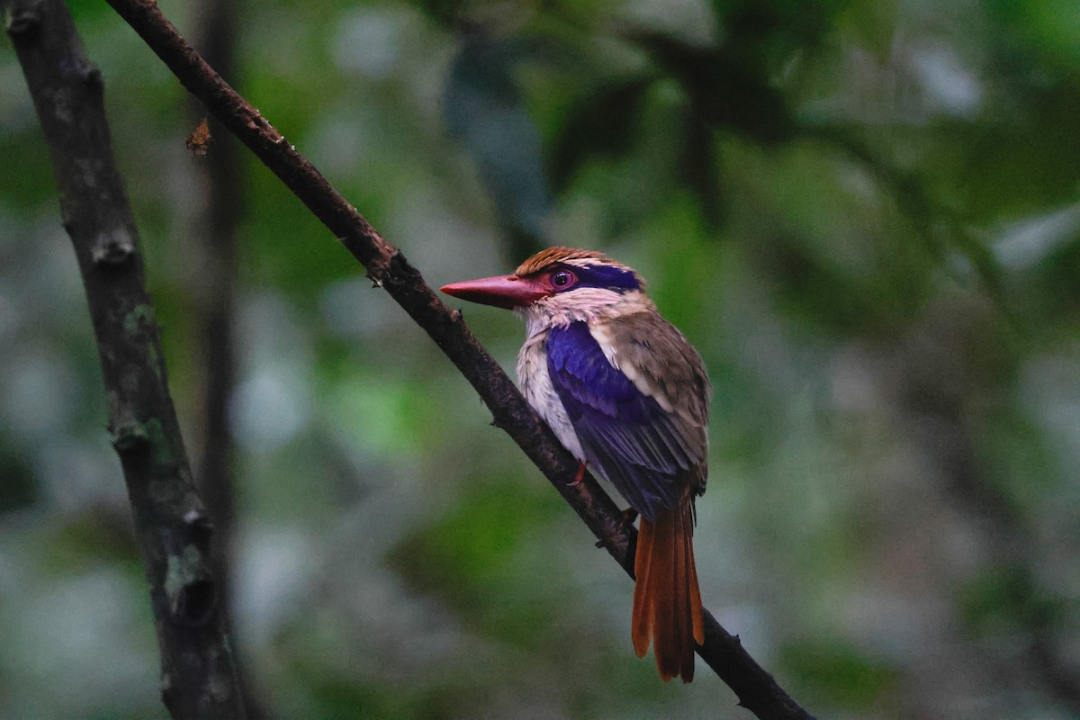 Sulawesi Lilac Kingfisher - ML636450854