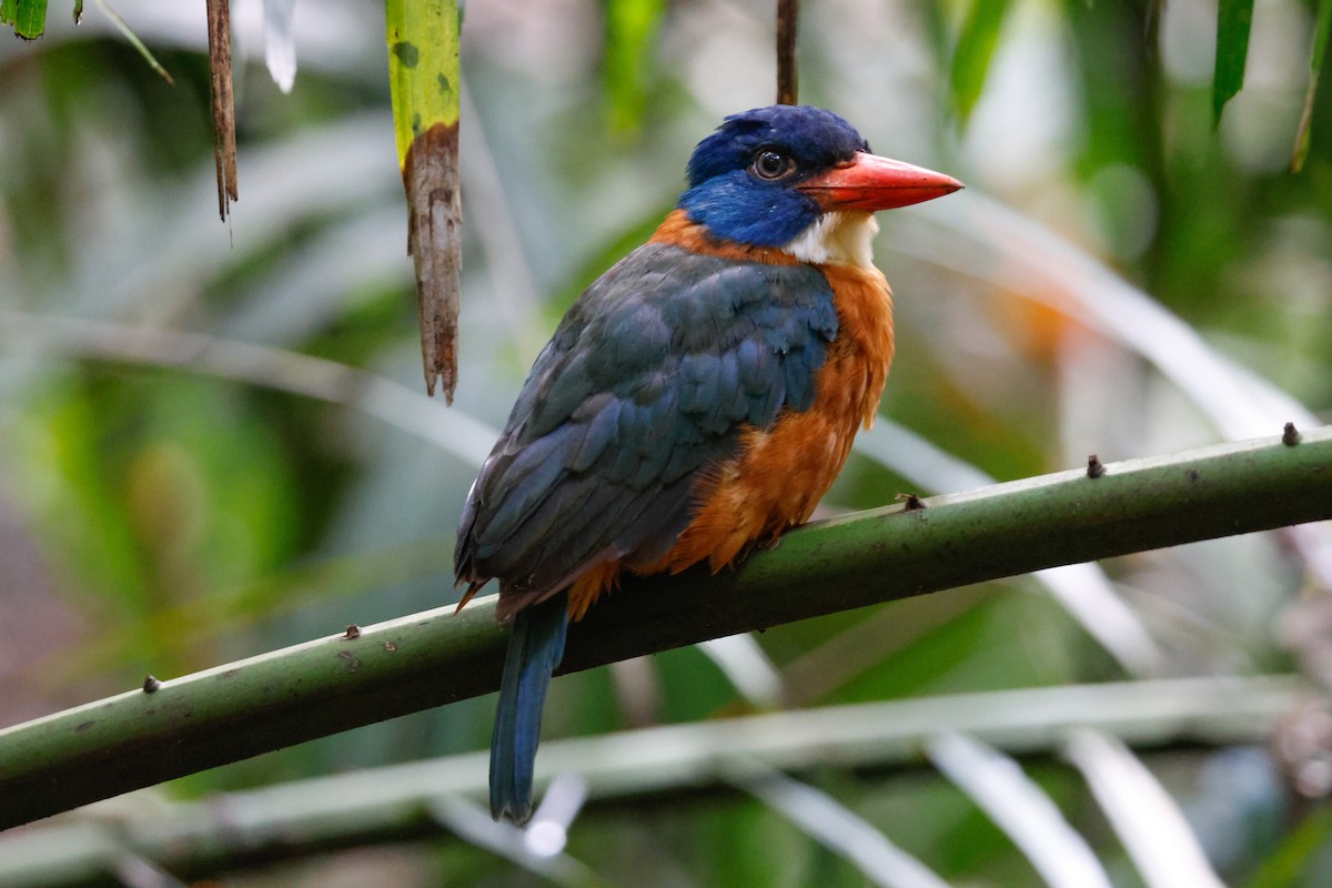 Green-backed Kingfisher - ML636450883