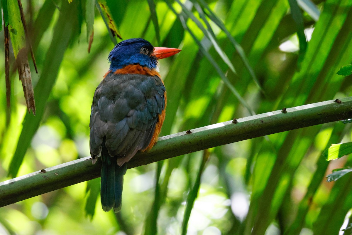 Green-backed Kingfisher - ML636450884