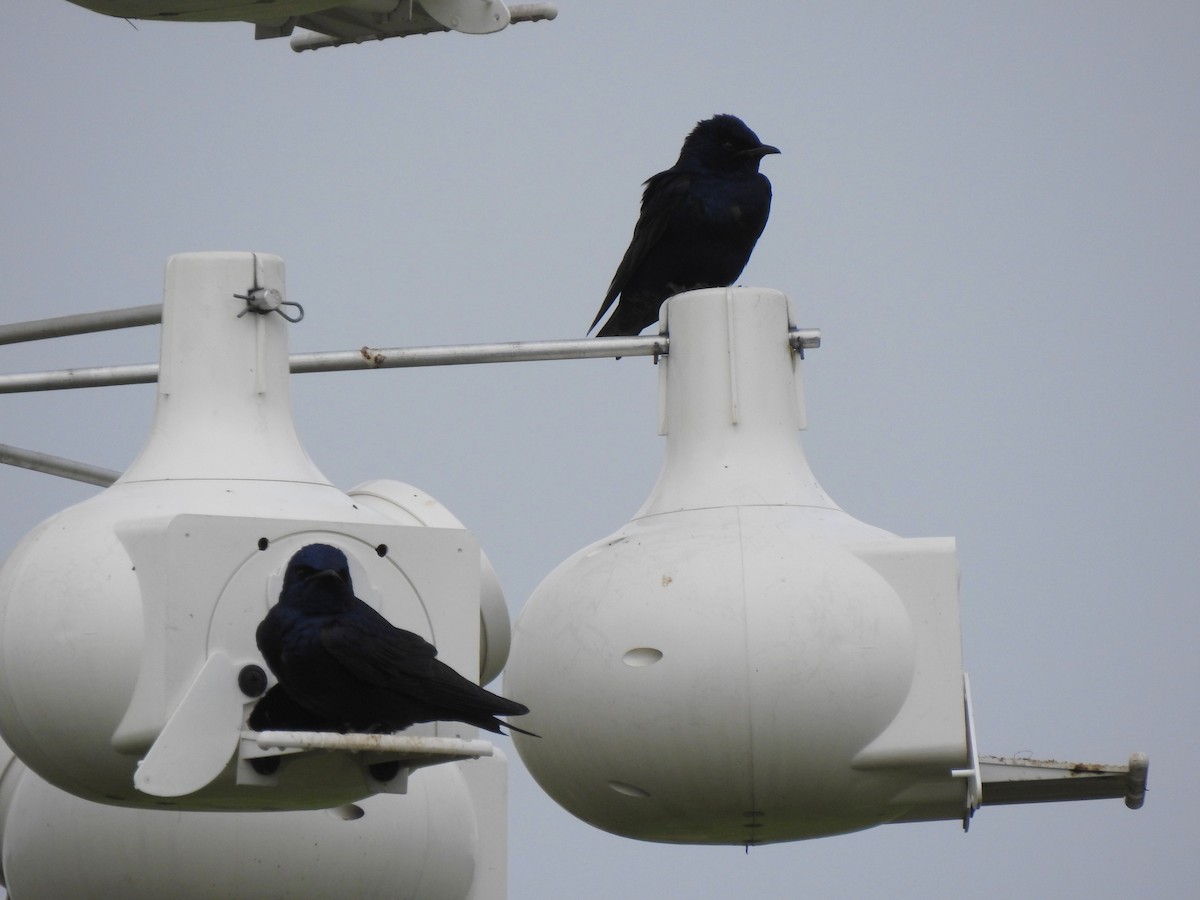 Purple Martin - ML636450891