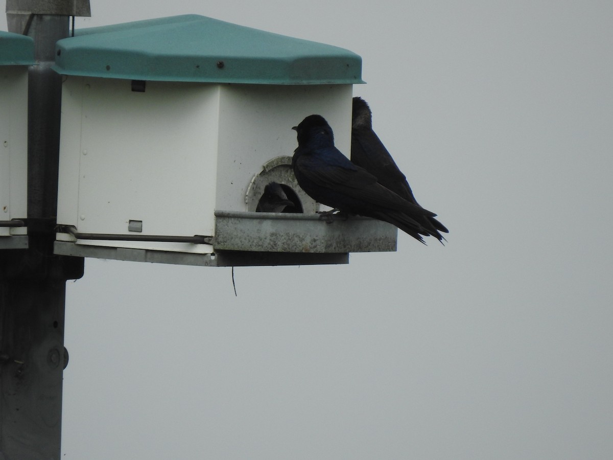 Purple Martin - ML636450896