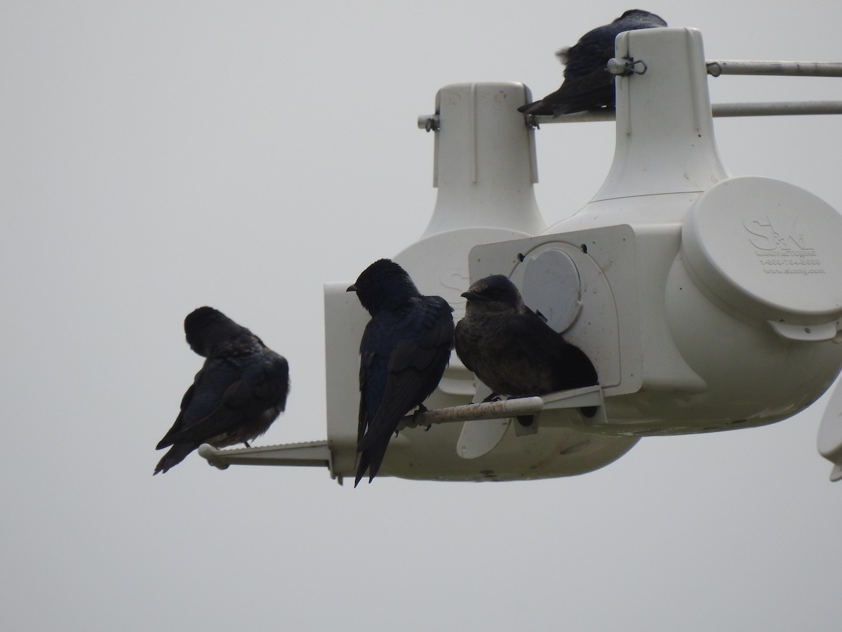 Purple Martin - ML636450897