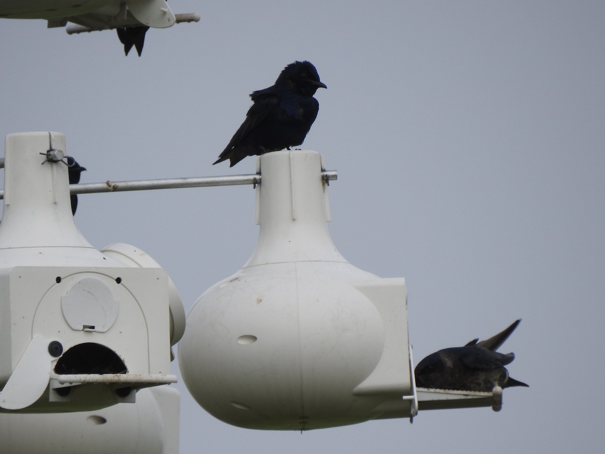 Purple Martin - ML636450898