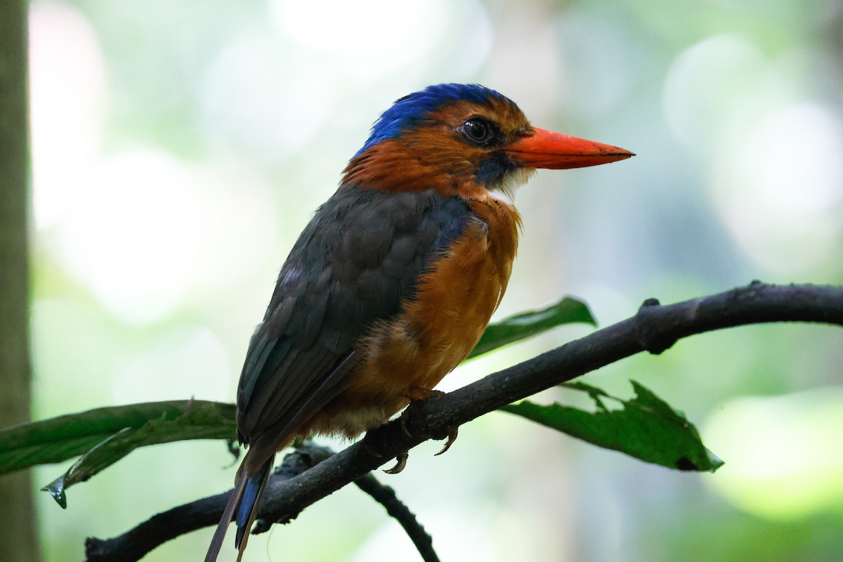 Green-backed Kingfisher - ML636450916