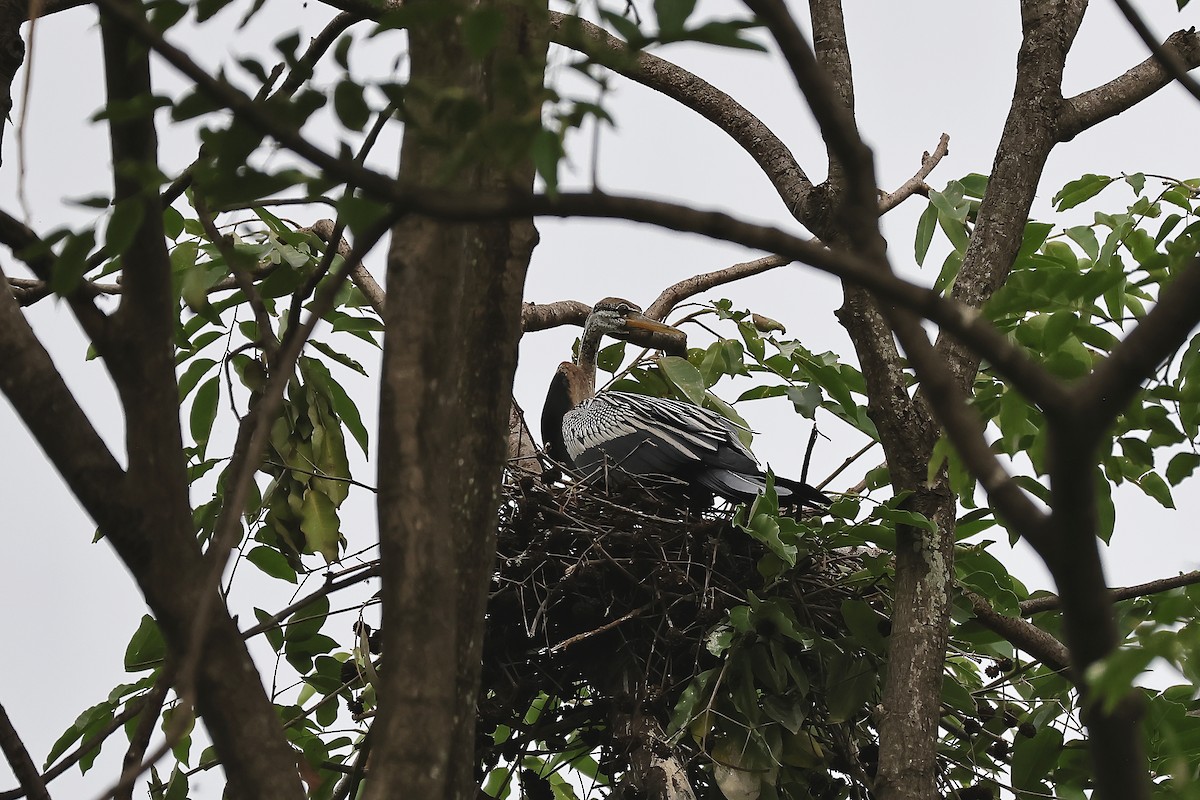 Oriental Darter - ML636450931