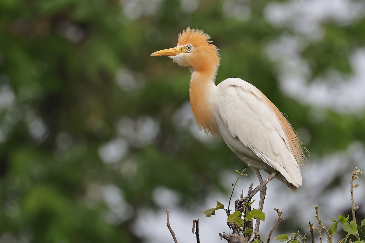 Eastern Cattle-Egret - ML636450977