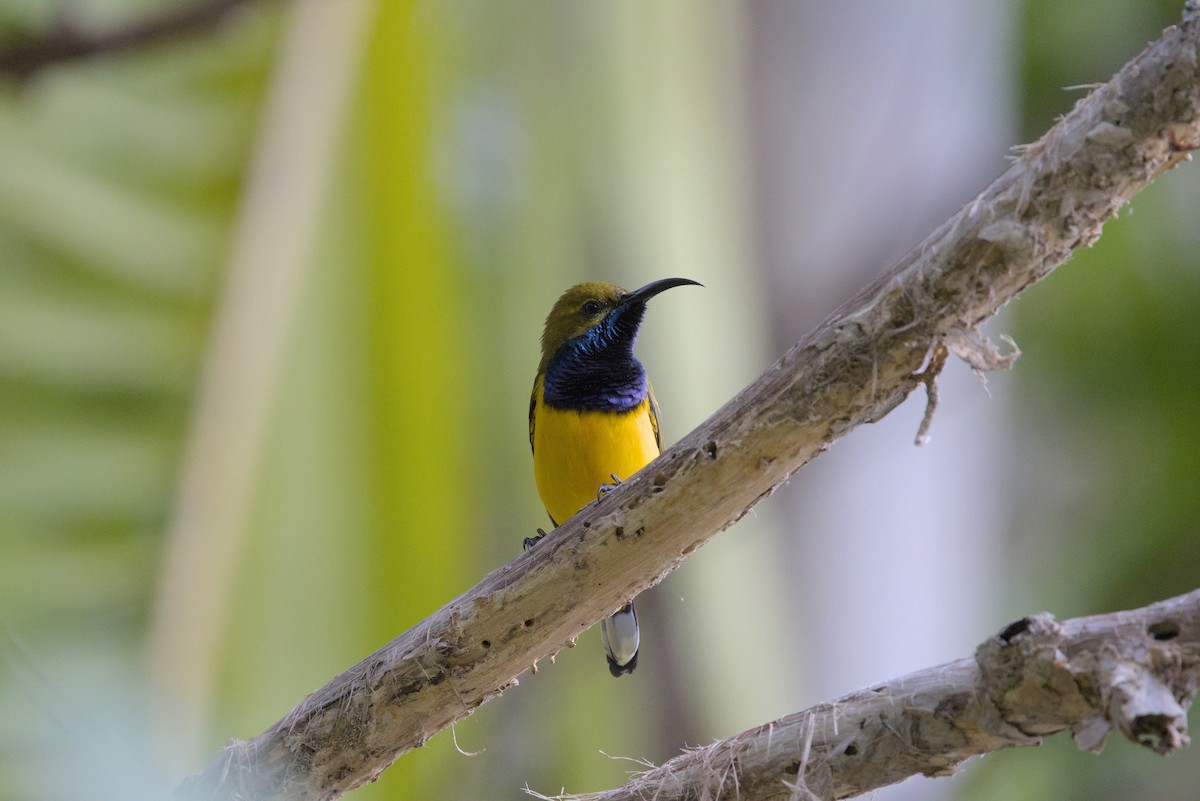 Sahul Sunbird - ML636450986