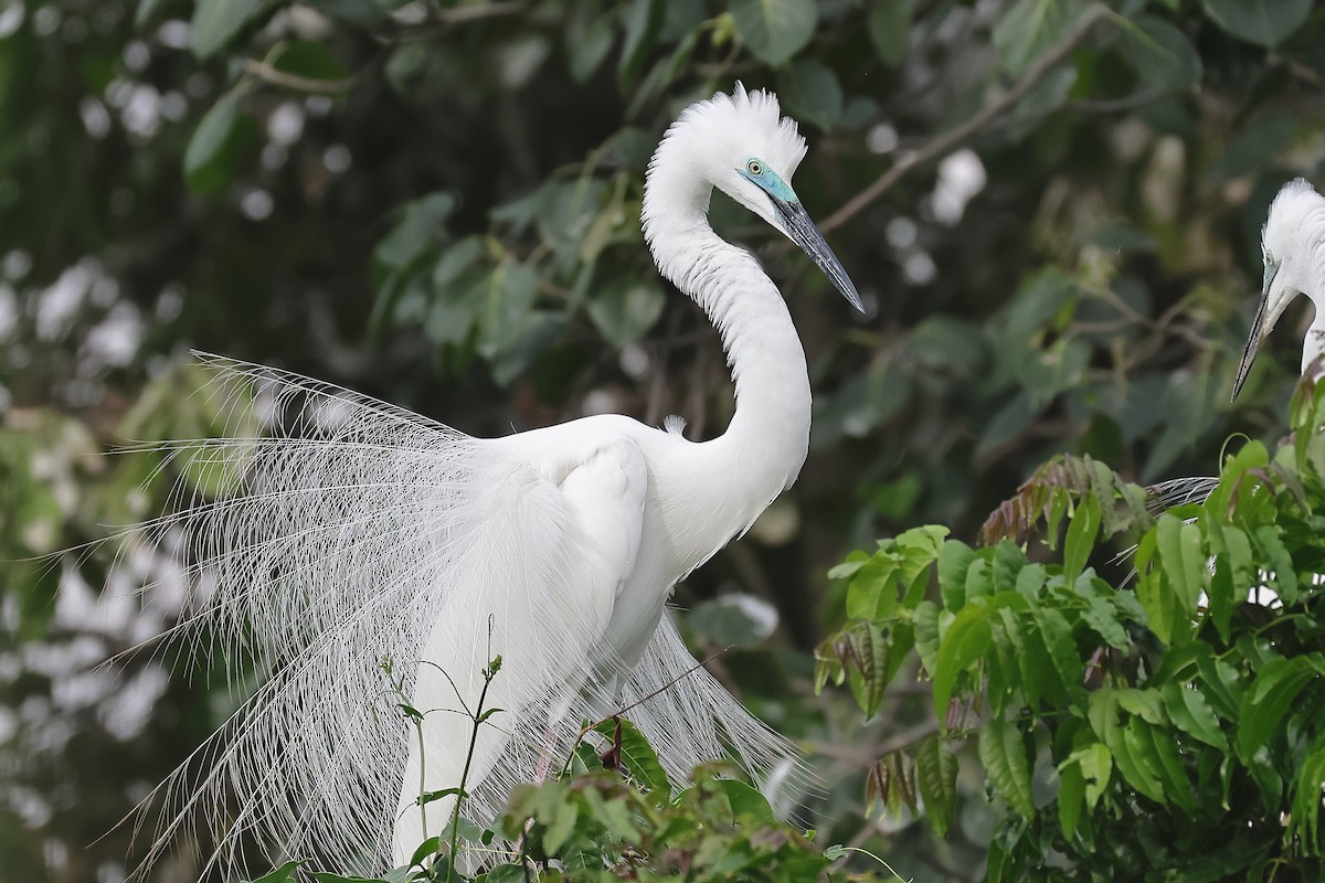 Great Egret - ML636450989