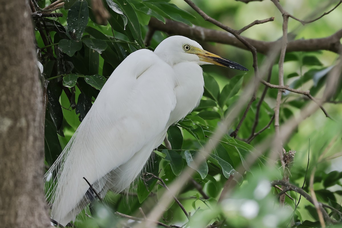 Medium Egret - ML636450990