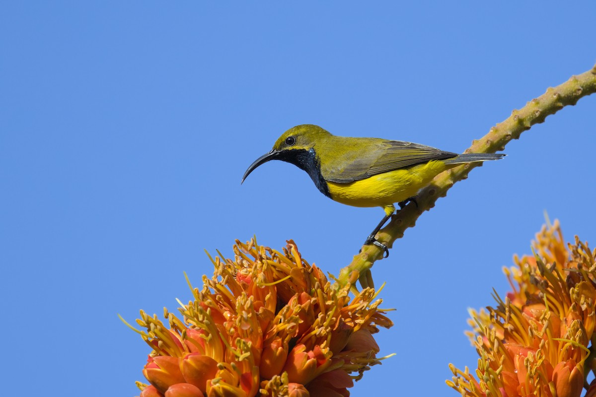 Sahul Sunbird - ML636451011