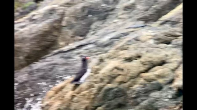Parakeet Auklet - ML636451018