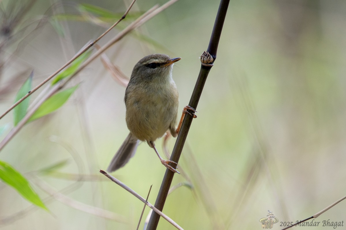 Aberrant Bush Warbler - ML636451127