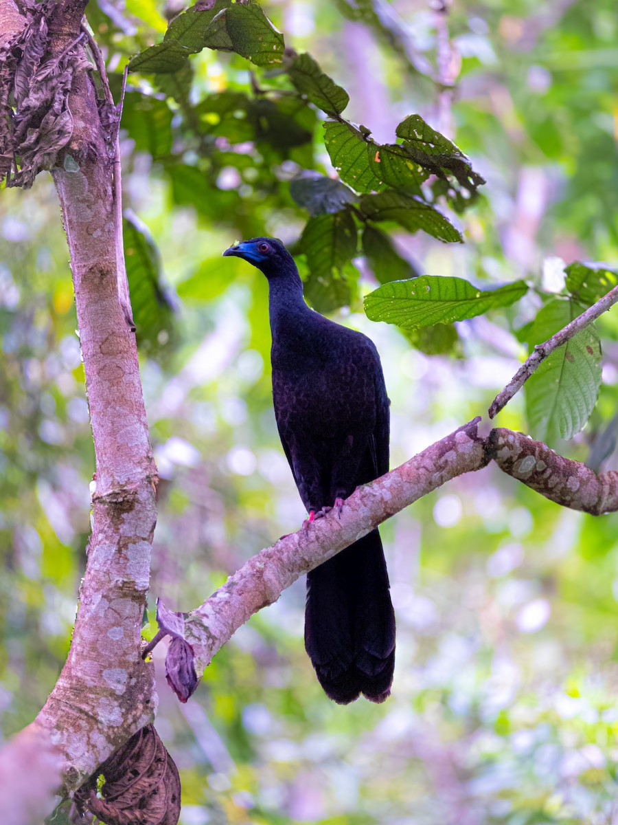 Black Guan - ML636451180