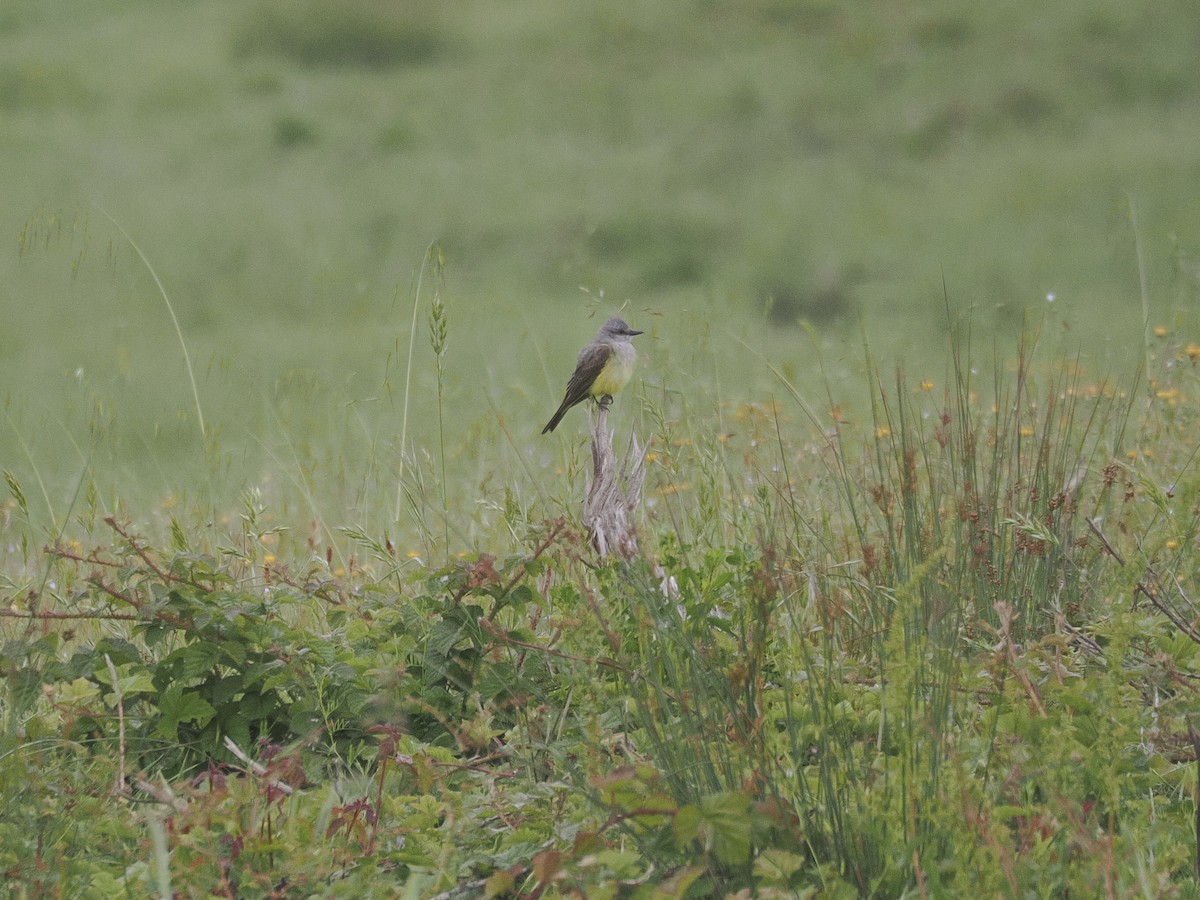 Western Kingbird - ML636451184