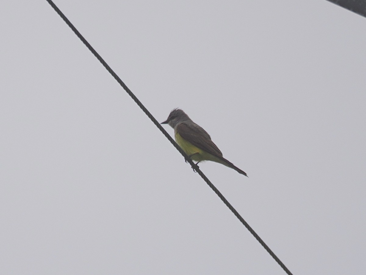 Western Kingbird - ML636451185