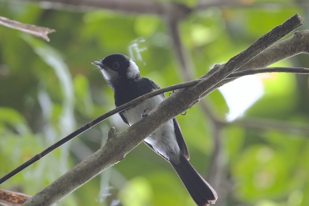 Pied Monarch - ML636451275