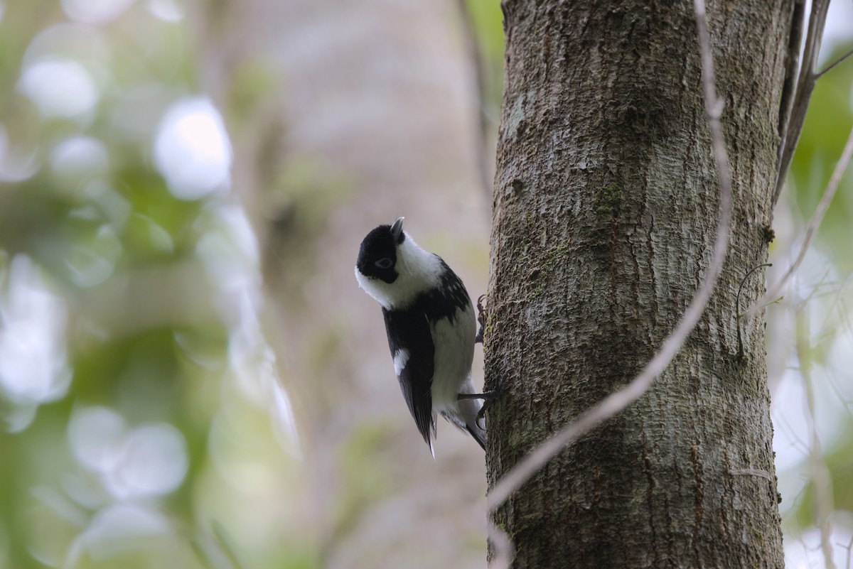 Pied Monarch - ML636451277
