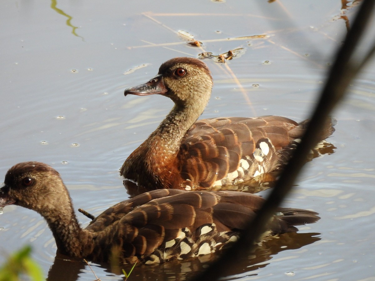 Spotted Whistling-Duck - ML636451304