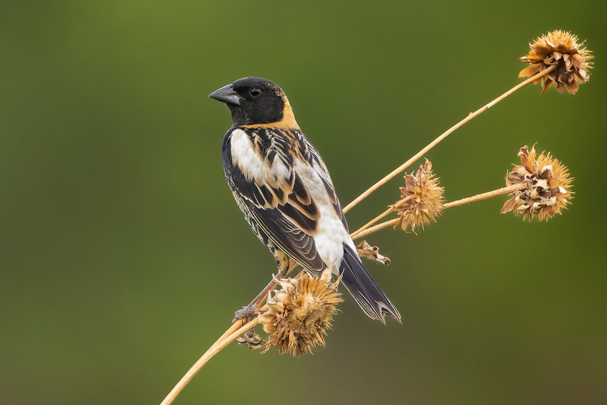 Bobolink - ML636451316
