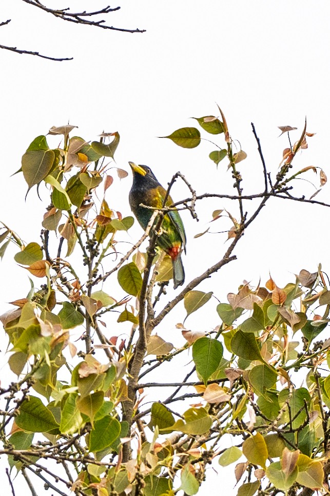 Heulbartvogel - ML636451325