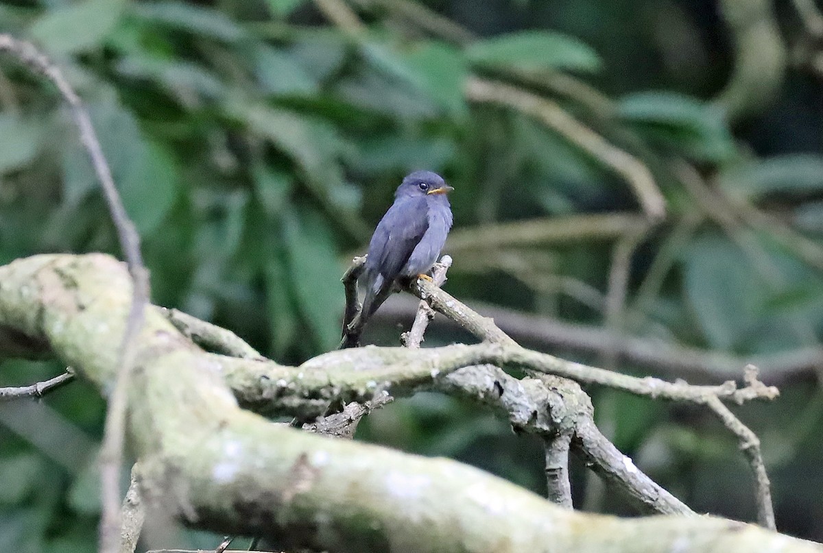 Yellow-footed Flycatcher - ML636451338