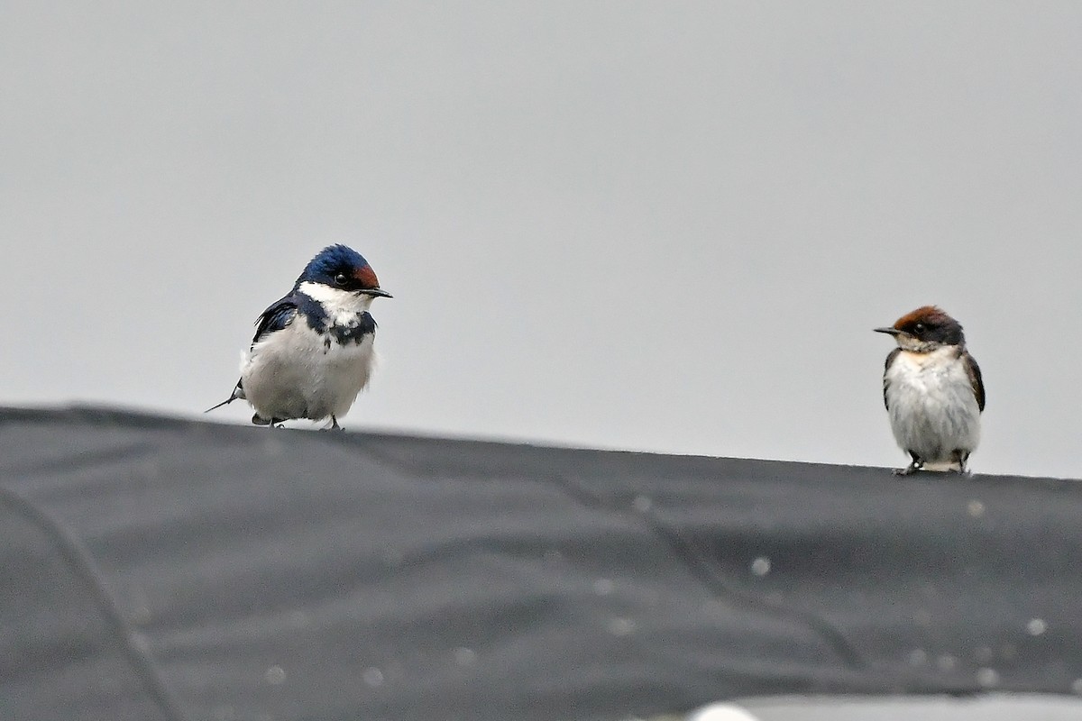 White-throated Swallow - ML636451439