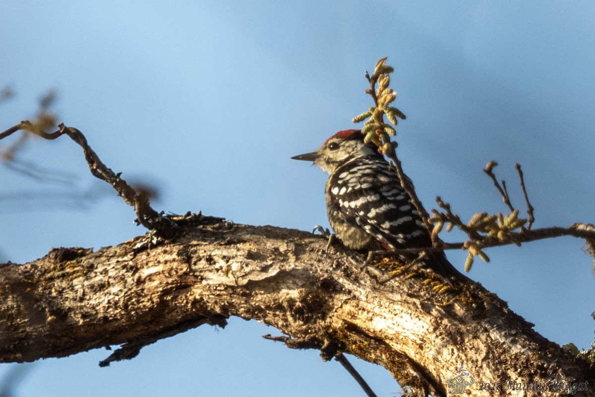 Stripe-breasted Woodpecker - ML636451449