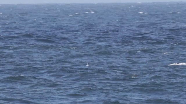Manx Shearwater - ML636451477
