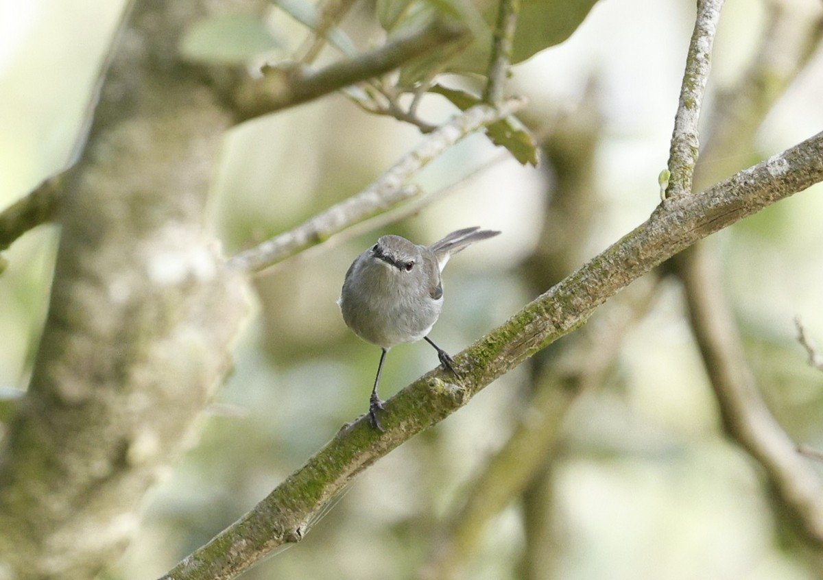 Norfolk Island Gerygone - ML636451479