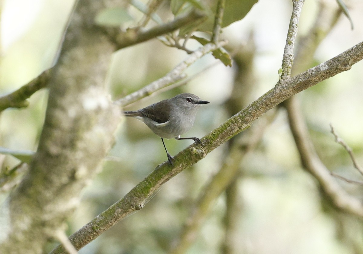 Norfolk Island Gerygone - ML636451480