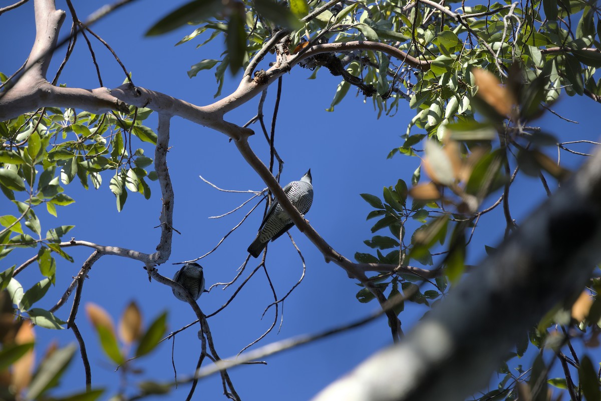 Barred Cuckooshrike - ML636451503