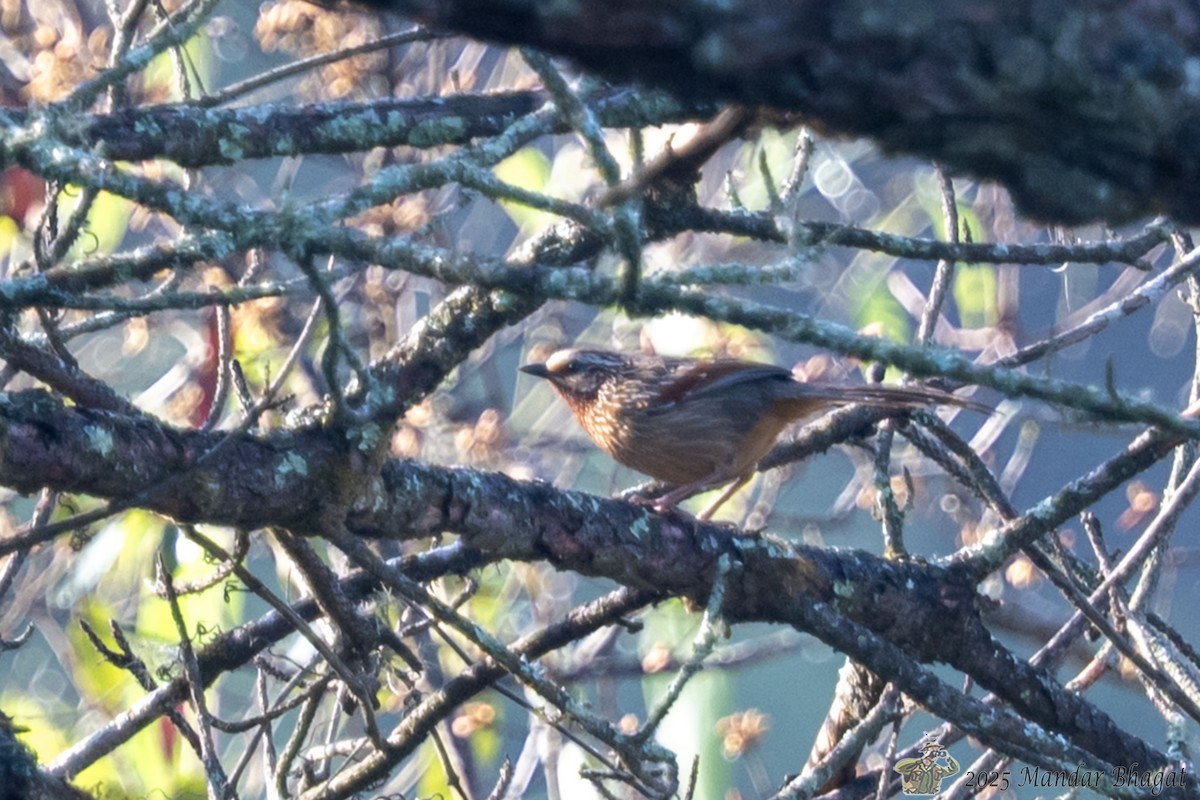 Striped Laughingthrush - ML636451547