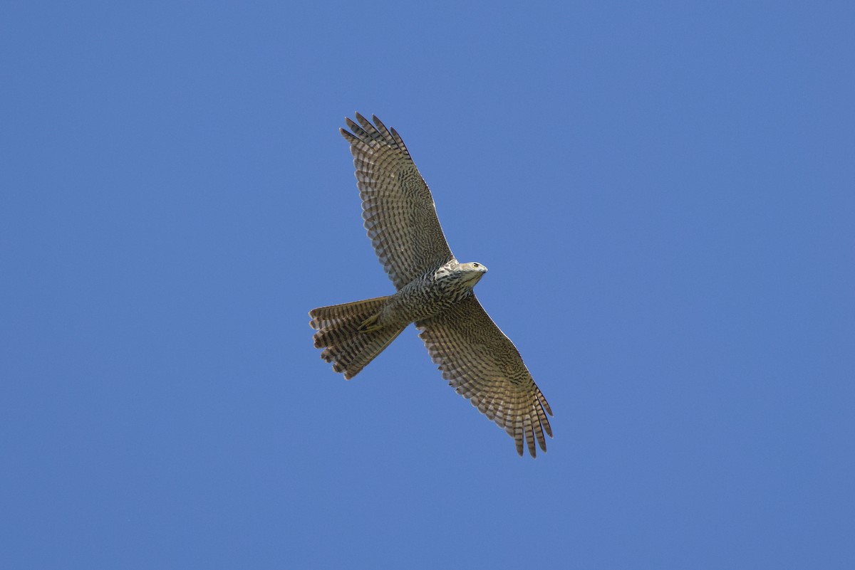 Brown Goshawk - ML636451553